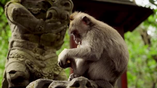 Close Macaco Mastigando Comida Enquanto Empoleirado Uma Estátua Pedra Ornamentada — Vídeo de Stock