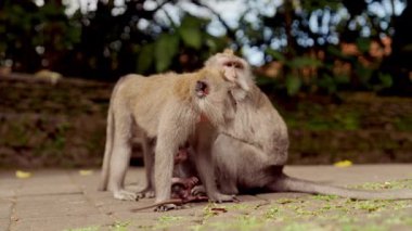 Üç yetişkin maymun ve bir bebek ormanda dinlenirken aniden uzaklaşıp etraflarını gözetliyorlar.