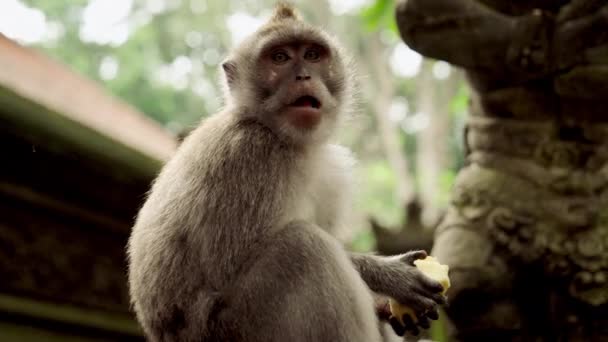 Nahaufnahme Eines Affen Der Auf Einer Frucht Kaut Der Nähe — Stockvideo