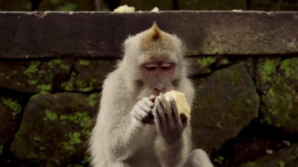 モスに覆われた石の表面の背景に果物を食べる猿のクローズアップ — ストック動画