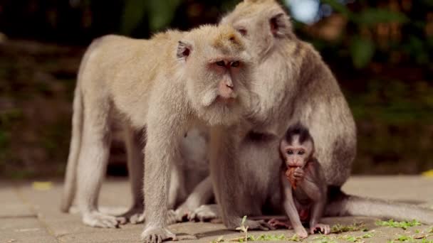 Macaco Adulto Prepara Outro Macaco Com Bebê Sentado Alimentando Entre — Vídeo de Stock