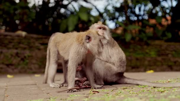 Drei Erwachsene Affen Und Ein Säugling Ruhen Sich Dschungel Aus — Stockvideo