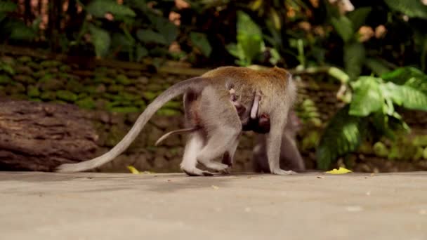 수준의 원숭이가 음식과 뒤에서 실행으로 산책하는 어머니에게 원숭이를 — 비디오