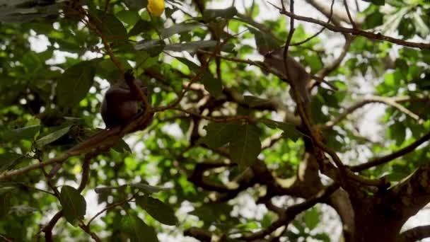 Low Angle Shot Captures Two Playful Monkeys Climbing Feeding Tiny — Stock Video