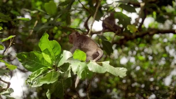 Zbliżenie Uchwyca Małą Małpkę Siedzącą Maleńkiej Kołyszącej Się Gałęzi Drzewa — Wideo stockowe