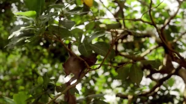 클로즈업은 아래의 가지에서 작용하고 먹이는 장난기있는 원숭이를 캡처합니다 — 비디오