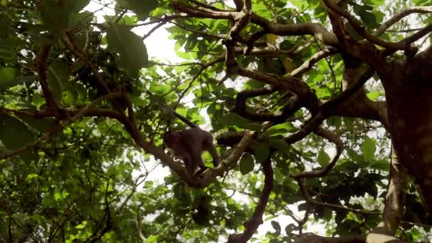 一颗低角的子弹抓住了一只爬行的猴子 它在树枝上跳跃 上面绿叶茂盛 天空明亮 — 图库视频影像