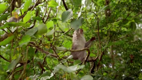 クローズアップは緑の森の小さな木の枝に浸っている間 葉に餌を与える猿をキャプチャします — ストック動画