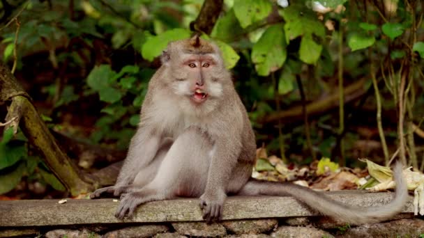 Низькокутний Постріл Захоплює Молоду Мавпу Стрибає Гілки Маленького Дерева Джунглях — стокове відео