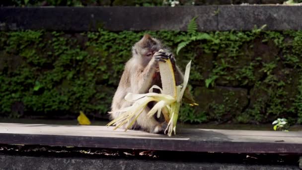 Tiro Ângulo Baixo Captura Macaco Jovem Pulando Pequeno Galho Árvore — Vídeo de Stock
