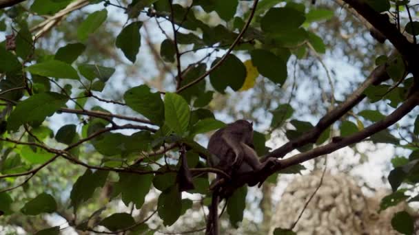 Ein Tiefflug Fängt Einen Jungen Affen Ein Der Dschungel Von — Stockvideo