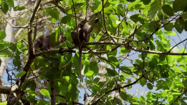 Strzał Niskiego Kąta Uchwyca Młodą Małpę Skaczącą Małej Gałęzi Drzewa — Wideo stockowe