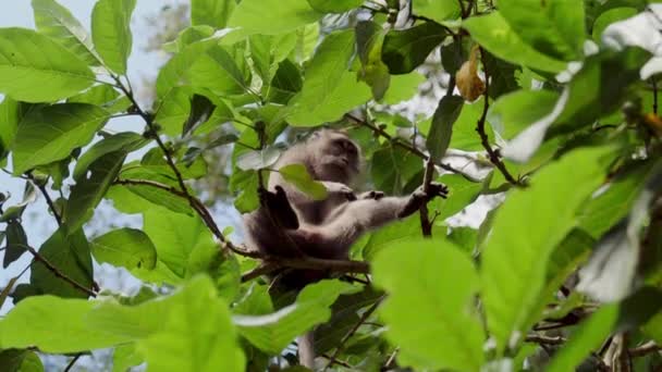 低角度のショットは 前景に緑の葉が付いている木の枝に当たっている間 その腕を傷付ける猿を捕まえます — ストック動画