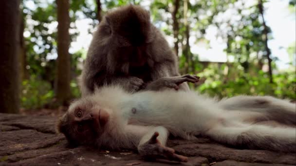 一只猴子在森林里面对着摄像机躺在旁边训练另一只猴子的特写镜头 — 图库视频影像