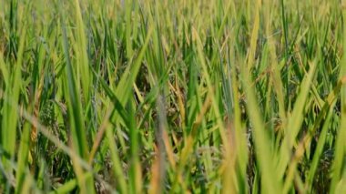 Kamera verimli tarlaları incelikle tarar, pirinç mahsulleri yetiştirirken detaylı ve samimi bir görüntü sağlar.