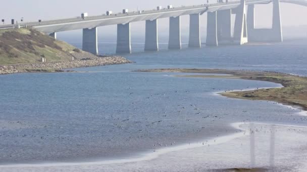 デンマークのグレートベルト橋の近くを飛行する追跡ショットキャプチャ鳥 — ストック動画