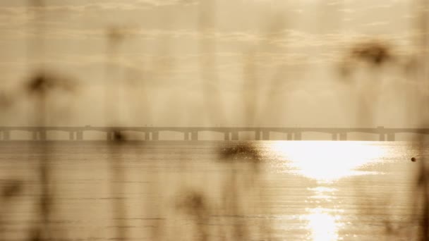一个从右到左移动的平底锅拍摄到了大贝尔特桥 前景一片朦胧 植物微微模糊 — 图库视频影像