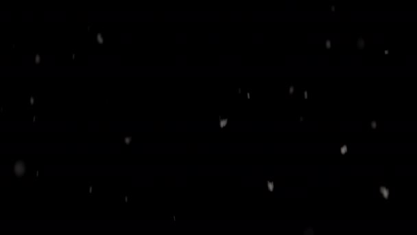 Fiocchi Neve Che Cadono Dolcemente Danzano Una Delicata Sfocata Concentrazione — Video Stock
