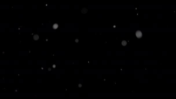 Encantadora Belleza Los Delicados Copos Nieve Bailando Sobre Telón Fondo — Vídeos de Stock