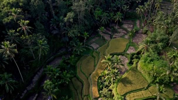 Ένα Drone Γέρνει Προς Πάνω Δείχνει Ζωντανά Χωράφια Ρυζιού Και — Αρχείο Βίντεο