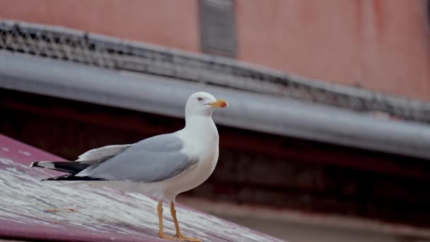 一个特写镜头捕捉到一只鲱鱼海鸥轻松自在地从威尼斯的天篷顶上爬上来时优雅的起飞 — 图库视频影像