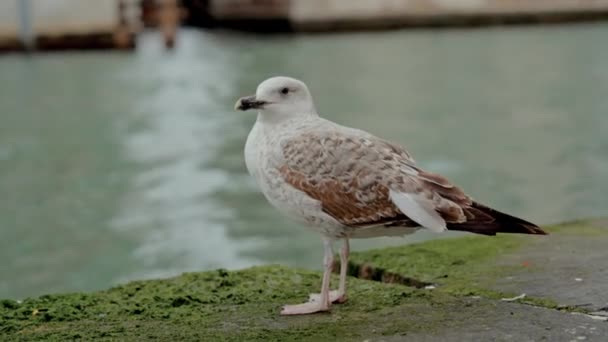 Närbild Med Fiskmås Längs Förtrollande Kanalerna Venedig Dagtid — Stockvideo