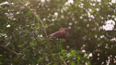 Yeşil yaprakların arasında tünemiş bir Hamerkop 'un düşük açılı görüntüsü, güneş ışığı yaprakların arasından süzülerek bokeh etkisi yaratıyor.