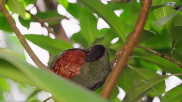 Sebuah Close Dari Crested Ayam Hutan Preening Bulunya Sementara Bertengger — Stok Video