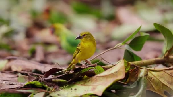 村のウィーバーは葉の森の地面に座り 他の鳥はその後ろにぼやけた自然の背景で移動します — ストック動画