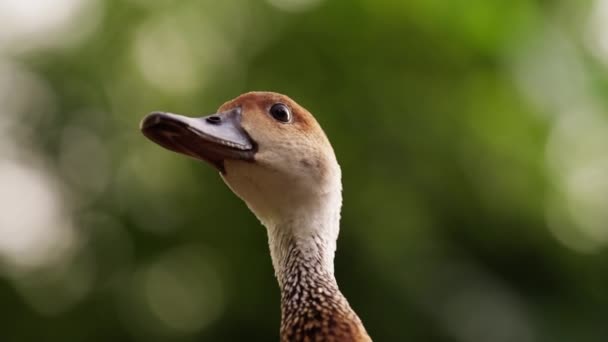 一只西印度群岛吹口哨鸭凝视着周围环境的低角度特写镜头 背景是一片模糊的绿叶 — 图库视频影像