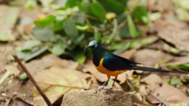 Close Golden Breasted Starling Observing Its Surroundings Hopping Rock Surrounded — Stock Video