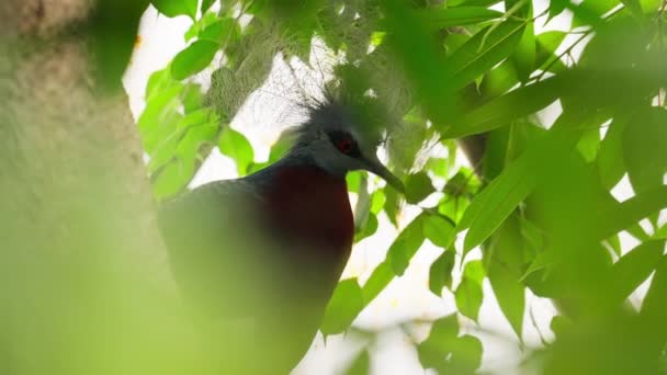Colorful Blue Crowned Pigeon Observes Its Surroundings While Perched Tree — Stock Video