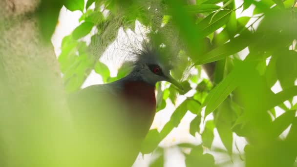 Primer Plano Una Curiosa Paloma Coronada Azul Contemplando Naturaleza Mientras — Vídeo de stock