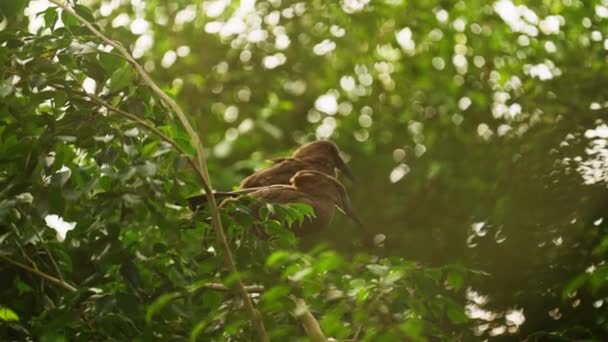 Pair Hamerkops Flap Wings While Perched Tree Surrounded Green Foliage — Stock Video
