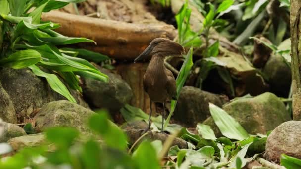 Hamerkop Spogląda Stojąc Nieruchomo Leśnej Podłodze Otoczony Skałami Zielonymi Liśćmi — Wideo stockowe