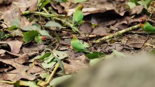 Barevný Černovlasý Pták Rychle Odlétá Lesní Půdy Zatímco Jeho Společníci — Stock video