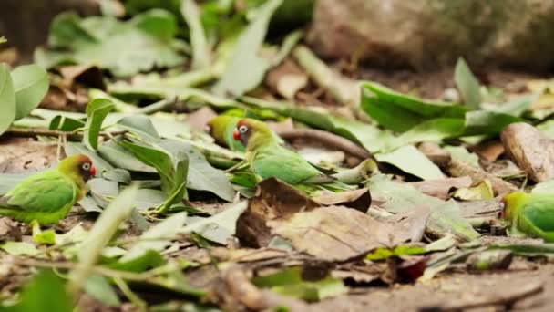 Cute Black Cheeked Lovebirds Scavenging Para Alimentos Chão Floresta Folhosa — Vídeo de Stock