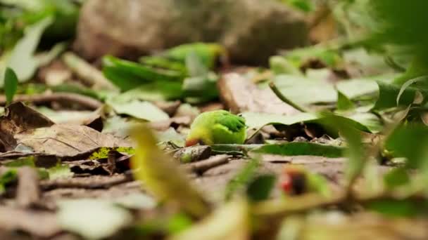 Close Shot Black Cheeked Lovebirds Foraging Food Leaf Covered Forest — Stock Video