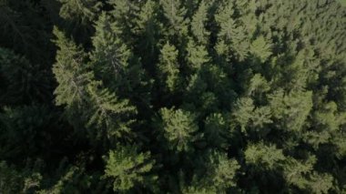Zell am ormanındaki yoğun bir çam ağacının yukarıdan çekilmiş görüntüsü.