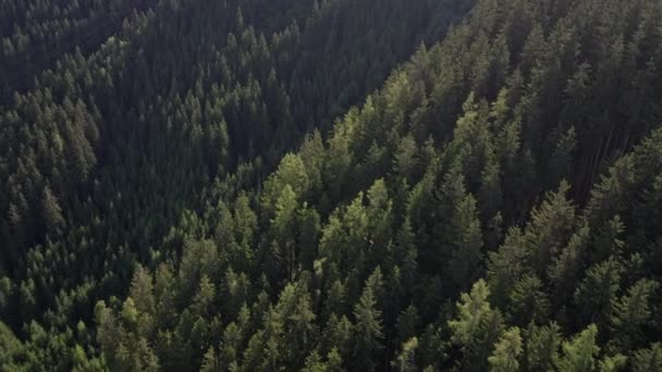 Aerial Drone Shot Dense Forest Tall Green Trees Zell See — Stock Video