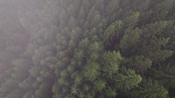 Μια Εναέρια Λήψη Ενός Ομιχλώδους Δάσους Στο Zell See Πυκνά — Αρχείο Βίντεο