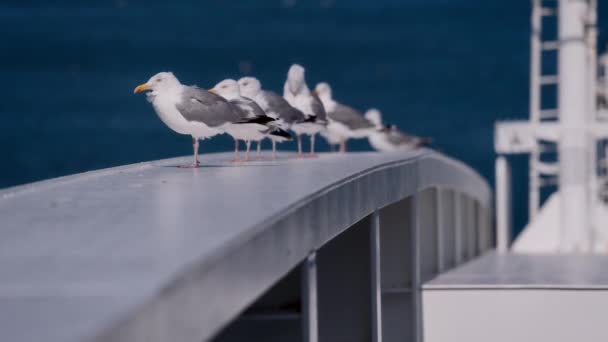 Handheld Shot Seagulls Observing Surroundings Ferry Railing Tranquil Blue Sea — Stock Video