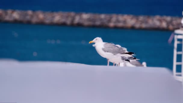 Handheld Shot Seagulls Rest Ferry Railing Peaceful Coastal Voyage Backdrop — Stock Video