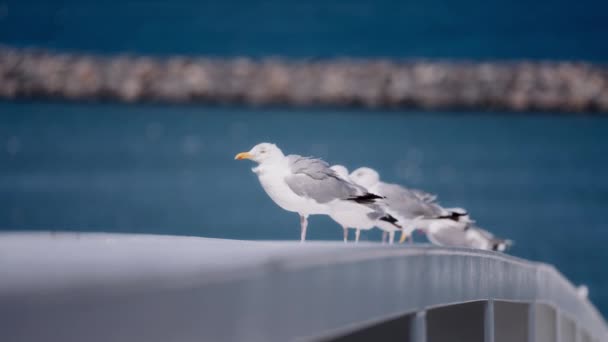 Handheld Shot Capturing Seagulls Gracefully Surveying Ocean Vantage Point Ferry — Stock Video