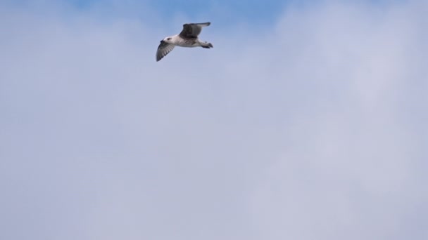 Ένα Tracking Shot Αιχμαλωτίζει Έναν Ιπτάμενο Γλάρο Στο Απέραντο Φόντο — Αρχείο Βίντεο