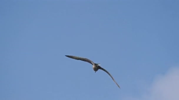Fotografie Urmărire Care Surprinde Zborul Grațios Unui Pescăruș Împotriva Pânzei — Videoclip de stoc