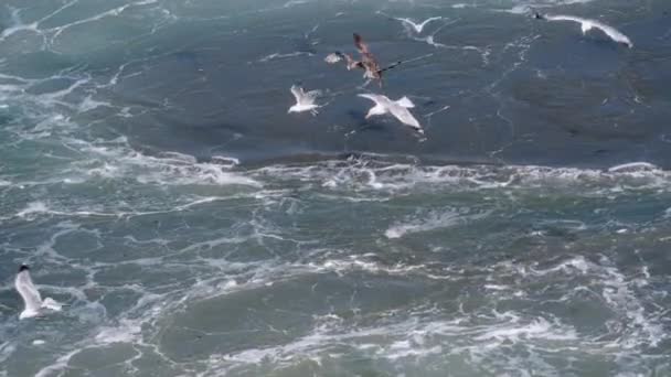 海鸥优雅地在海浪之上滑行 — 图库视频影像