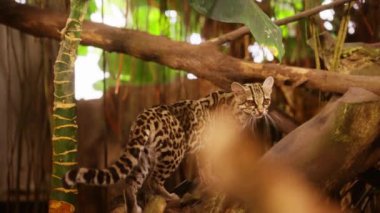 Benekli bir margay, ormanda bir ağaç dalına tüneyerek etrafını gözlemler.