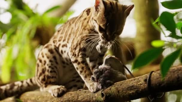 Close Margay Feeding Bird Perched Tree Branch Blurry Forest Background — Stock Video