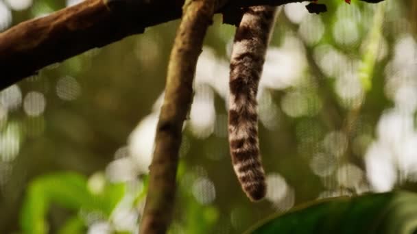 Close Margay Long Tail Hanging Tree Branch Featuring Its Distinctive — Stock Video